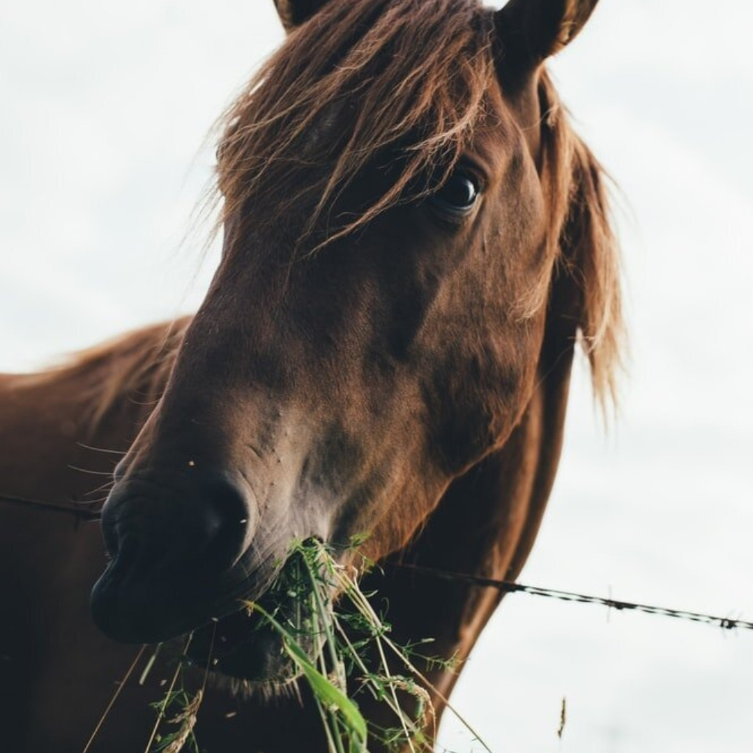 Je paard hooi voeren of laten grazen in de wei?