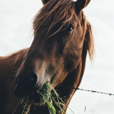 Je paard hooi voeren of laten grazen in de wei?