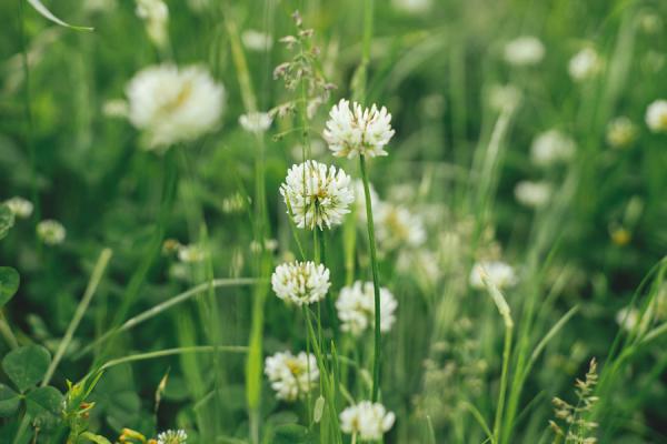 Webinar: Giftige planten in de wei en het hooi