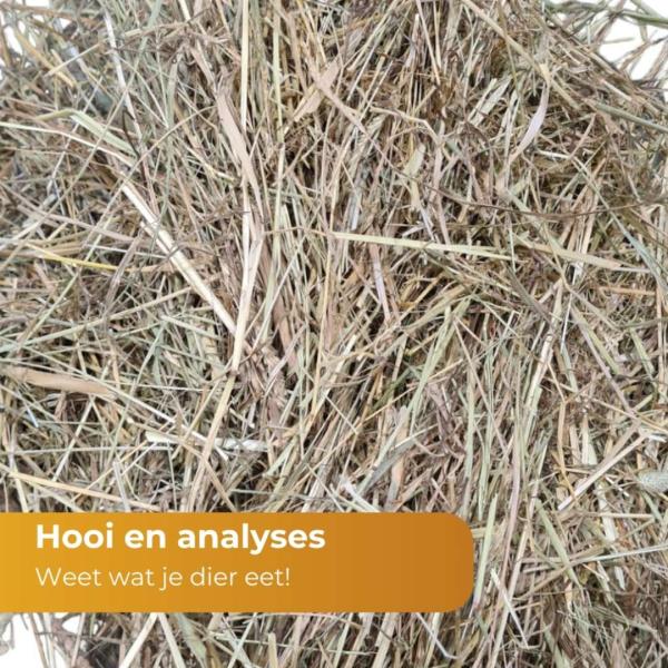 Geanalyseerd hooi en hoeveelheid energie 