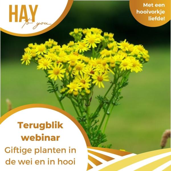 Hoe giftige planten herkennen?