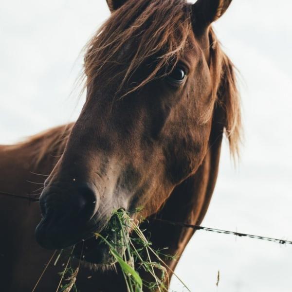 Je paard hooi voeren of laten grazen in de wei?